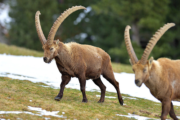 bündner_steinbock_fotopower_002