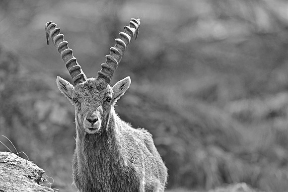 steinbock_pontresina_24.05._fotopower_2021