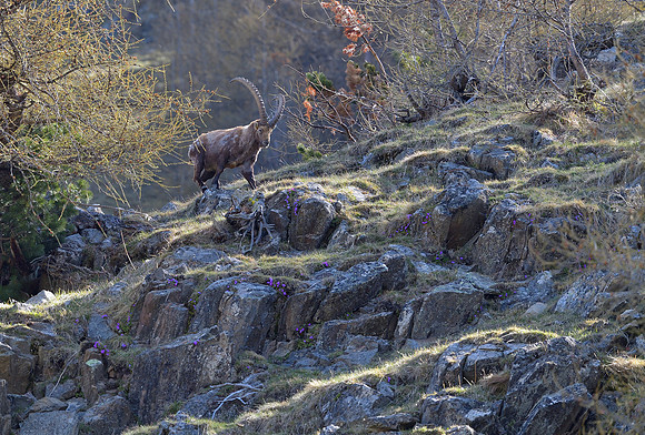 Steinböcke_023_fotopower_2021