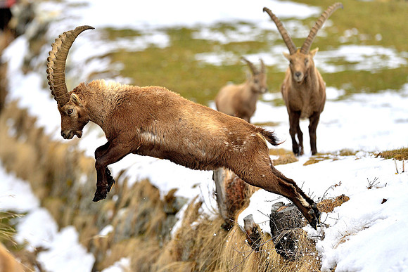 bündner_steinbock_fotopower_001